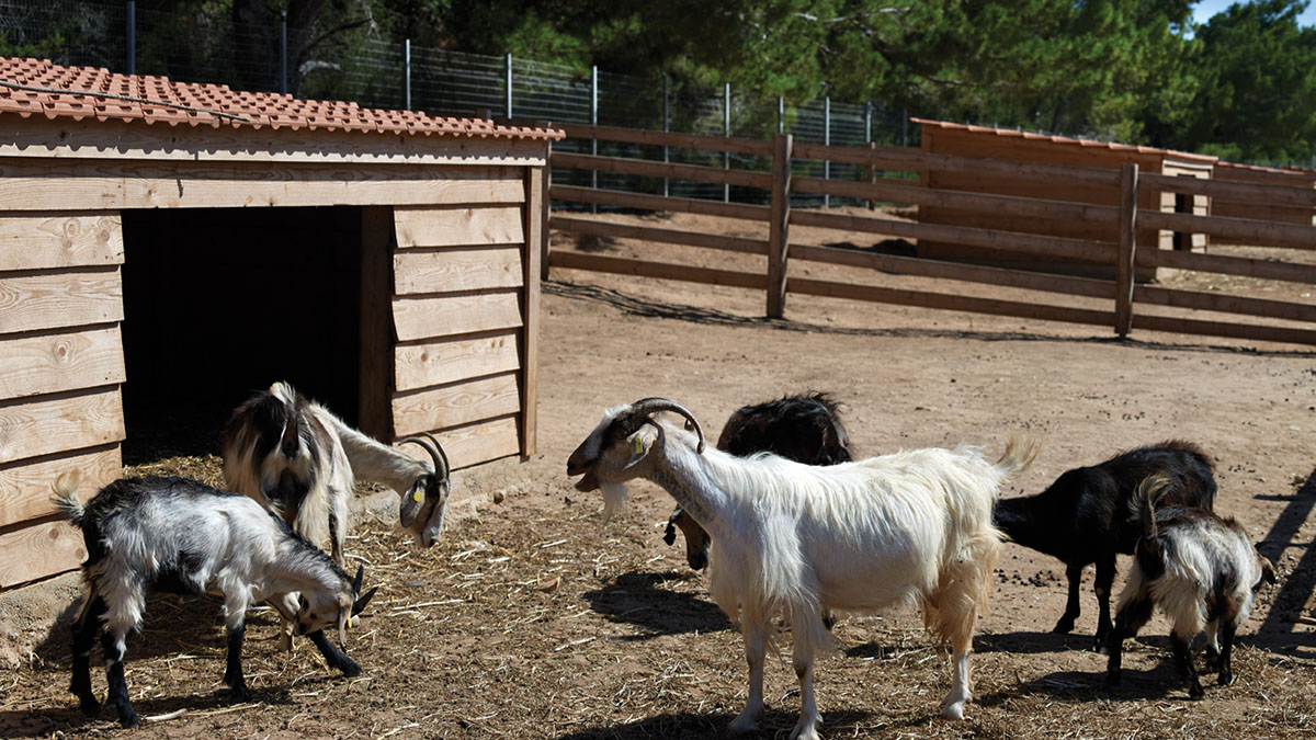 Atlantica Plimmiri - NR